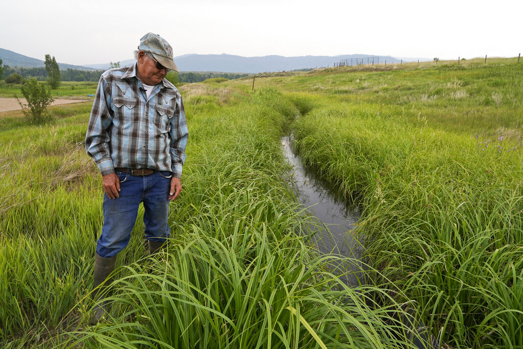As drought cuts hay crop, cattle ranchers face culling herds News